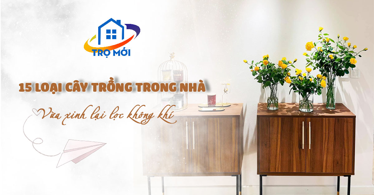 15 loại cây thích hợp trồng trong nhà - Vừa xinh lại lọc không khí cực trong lành