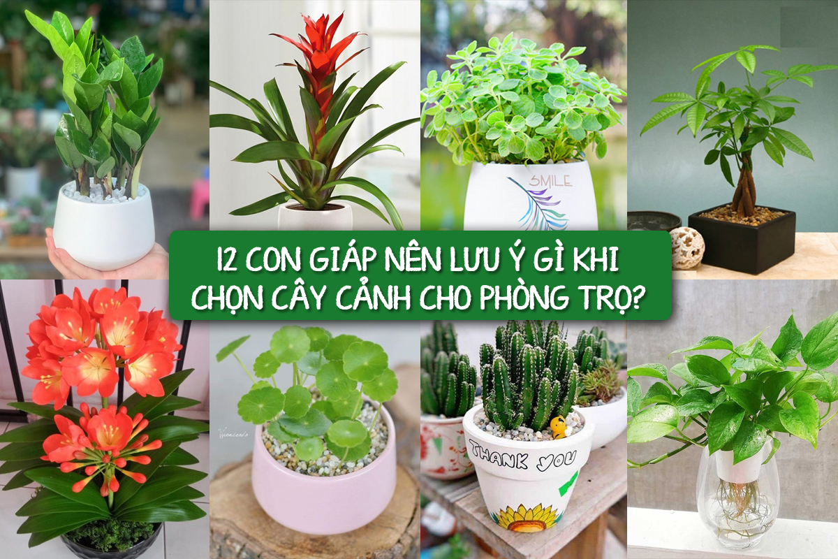 12 con giáp nên lưu ý gì khi chọn cây cảnh trong phòng trọ? 